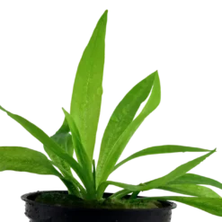 Outlet Tropica Akvarieplante i potte Helanthium bolivianum Quadricostatus Akvarieplanter