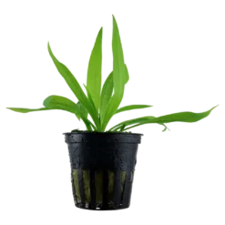 Outlet Tropica Akvarieplante i potte Helanthium bolivianum Quadricostatus Akvarieplanter