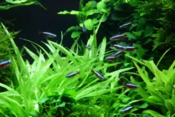 Outlet Tropica Akvarieplante i potte Helanthium bolivianum Quadricostatus Akvarieplanter