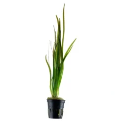 Discount Tropica Akvarieplante i potte Vallisneria spiral (Tiger) Akvarieplanter