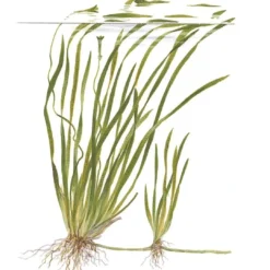 Discount Tropica Akvarieplante i potte Vallisneria spiral (Tiger) Akvarieplanter