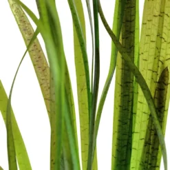 Discount Tropica Akvarieplante i potte Vallisneria spiral (Tiger) Akvarieplanter