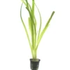 Outlet Tropica Akvarieplante i potte Vallisneria americana gigantea Akvarieplanter