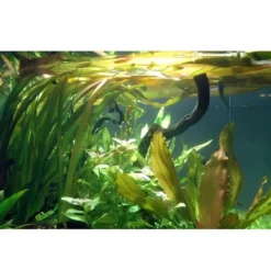 Outlet Tropica Akvarieplante i potte Vallisneria americana gigantea Akvarieplanter