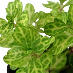 Clearance Tropica Akvarieplante i potte Shinnersia Rivularis Weiss-Grün Akvarieplanter