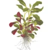 Sale Tropica Akvarieplante i potte Lobelia cardinalis Akvarieplanter