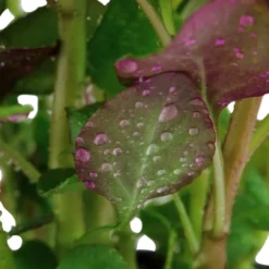 Sale Tropica Akvarieplante i potte Lobelia cardinalis Akvarieplanter