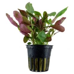 Sale Tropica Akvarieplante i potte Lobelia cardinalis Akvarieplanter