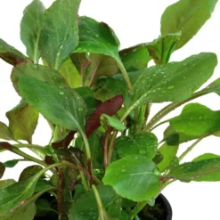 Sale Tropica Akvarieplante i potte Lobelia cardinalis Akvarieplanter