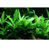 Discount Tropica Akvarieplante i potte Hygrophila Siamensis 53B Akvarieplanter