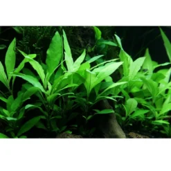 Discount Tropica Akvarieplante i potte Hygrophila Siamensis 53B Akvarieplanter