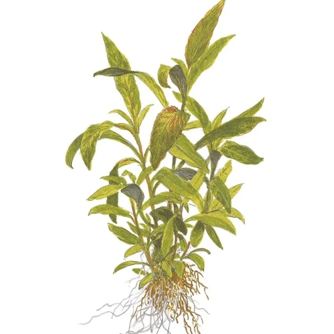 Discount Tropica Akvarieplante i potte Hygrophila Siamensis 53B Akvarieplanter