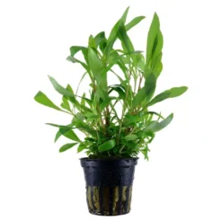 Discount Tropica Akvarieplante i potte Hygrophila Siamensis 53B Akvarieplanter