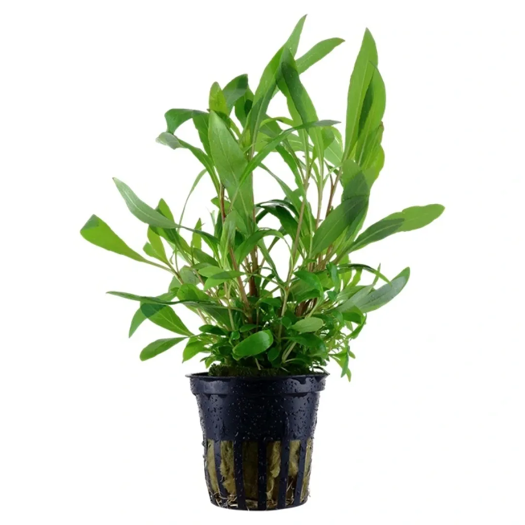 Discount Tropica Akvarieplante i potte Hygrophila Siamensis 53B Akvarieplanter