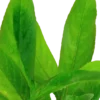 Tropica Akvarieplante i potte Hygrophila Corymbosa Stricta Akvarieplanter