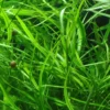 Tropica Akvarieplante i potte Hygrophila costata Akvarieplanter