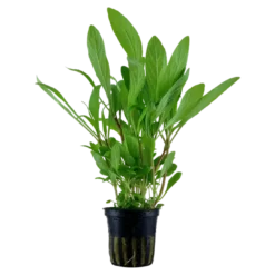 Tropica Akvarieplante i potte Hygrophila costata Akvarieplanter