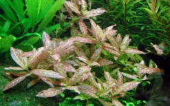Tropica Akvarieplante i potte Hygrophila polysperma Rosanervig Akvarieplanter