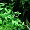 Hot Tropica Akvarieplante i potte Bacopa monnieri Compact Akvarieplanter