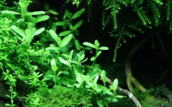 Hot Tropica Akvarieplante i potte Bacopa monnieri Compact Akvarieplanter
