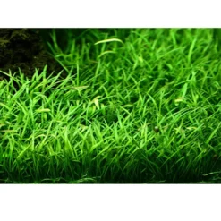 New Tropica Akvarieplante i potte Lilaeopsis brasiliensis Akvarieplanter