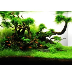 New Tropica Akvarieplante i potte Lilaeopsis brasiliensis Akvarieplanter