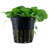 Discount Tropica Akvarieplante i potte Hydrocotyle verticillata Akvarieplanter