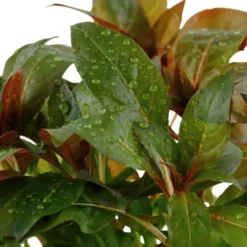 Hot Tropica Akvarieplante i potte Ludwigia glandulosa Akvarieplanter