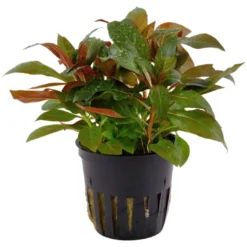 Hot Tropica Akvarieplante i potte Ludwigia glandulosa Akvarieplanter
