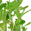 Tropica Akvarieplante i potte Ammannia crassicaulis Akvarieplanter