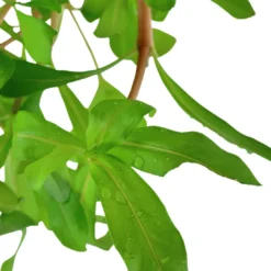 Tropica Akvarieplante i potte Ammannia crassicaulis Akvarieplanter