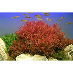 Tropica Akvarieplante i potte Ammannia crassicaulis Akvarieplanter