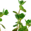 New Tropica Akvarieplante i potte Rotala rotundifolia Akvarieplanter