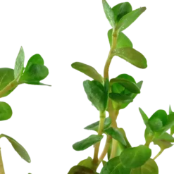New Tropica Akvarieplante i potte Rotala rotundifolia Akvarieplanter