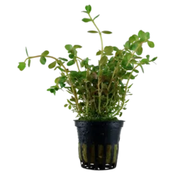 New Tropica Akvarieplante i potte Rotala rotundifolia Akvarieplanter