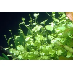 Tropica Akvarieplante i potte Cardamine lyrata Akvarieplanter