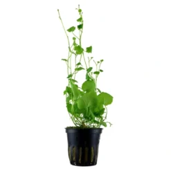 Tropica Akvarieplante i potte Cardamine lyrata Akvarieplanter