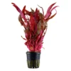 Sale Tropica Akvarieplante i potte Alternanthera reineckii Pink Akvarieplanter
