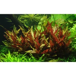 Sale Tropica Akvarieplante i potte Alternanthera reineckii Pink Akvarieplanter