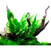 Discount Tropica Akvarieplante i potte Microsorum pteropus Akvarieplanter