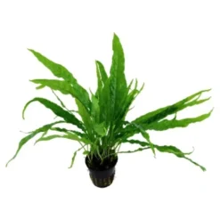 Discount Tropica Akvarieplante i potte Microsorum pteropus Akvarieplanter