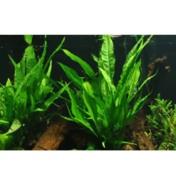 Discount Tropica Akvarieplante i potte Microsorum pteropus Akvarieplanter