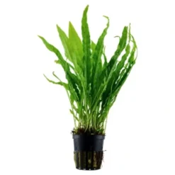Discount Tropica Akvarieplante i potte Microsorum pteropus Akvarieplanter