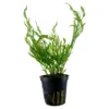 New Tropica Akvarieplante i potte Bolbitis heudelotii Akvarieplanter