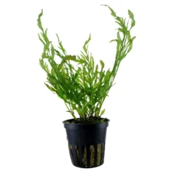 New Tropica Akvarieplante i potte Bolbitis heudelotii Akvarieplanter