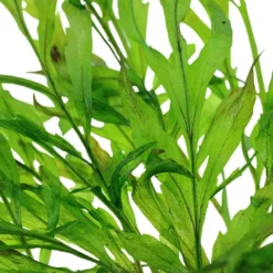 New Tropica Akvarieplante i potte Bolbitis heudelotii Akvarieplanter