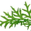 Hot Tropica Akvarieplante i potte Ceratopteris thalictroides Akvarieplanter