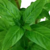Discount Tropica Akvarieplante i potte Staurogyne repens Akvarieplanter
