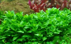 Discount Tropica Akvarieplante i potte Staurogyne repens Akvarieplanter