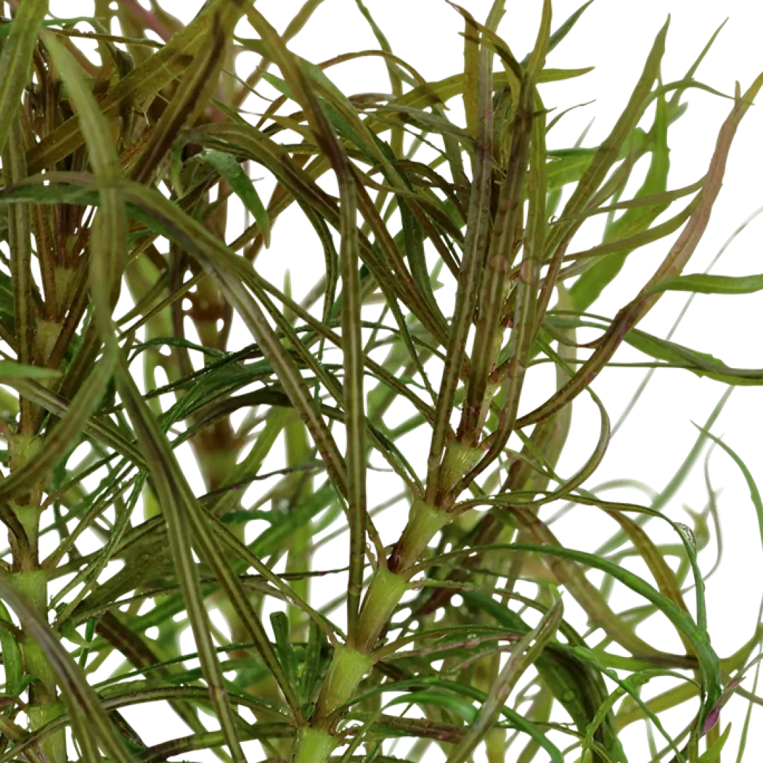 New Tropica Akvarieplante i potte Pogostemon stellatus Akvarieplanter